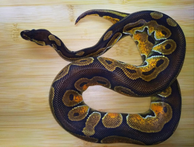 Королевский питон Enchi Cinnamon